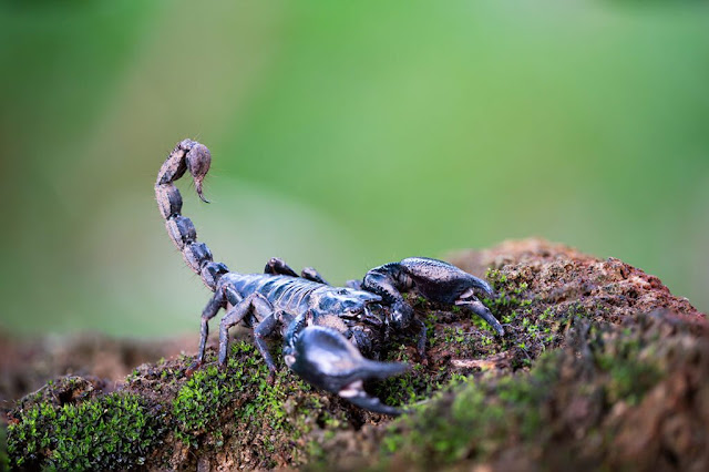 EMS Zoological Emergencies – When Scorpions Sting & Spiders Bite