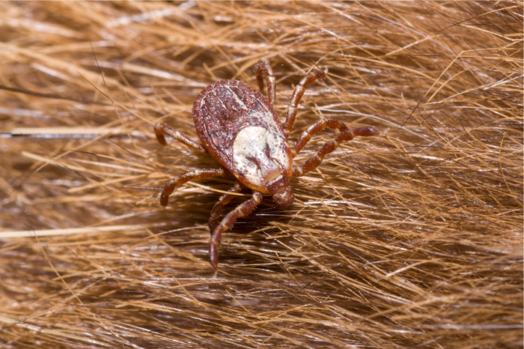 Healthcare News – Rocky Mountain Spotted Fever