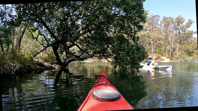 mangroves kayaks and spiders
