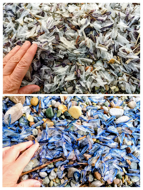 Il sostegno dell’isola – diario scombinato di un’insegnante in trasferta a Ponza 💙 #21