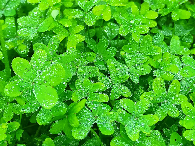 Il sostegno dell’isola – diario scombinato di un’insegnante in trasferta a Ponza 💙 #12